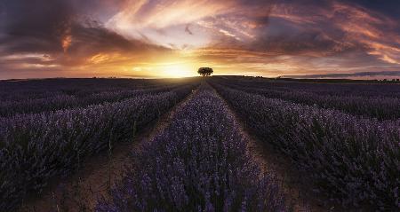 Lavender sunset