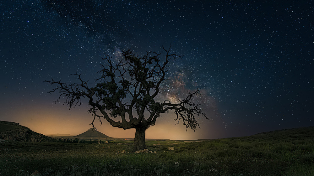 the old tree von Jose Antonio Triviño Sanchez