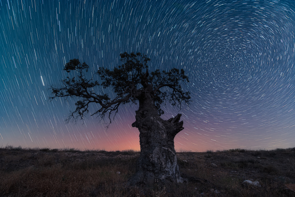 the circumpolar tree von Jose Antonio Triviño Sanchez