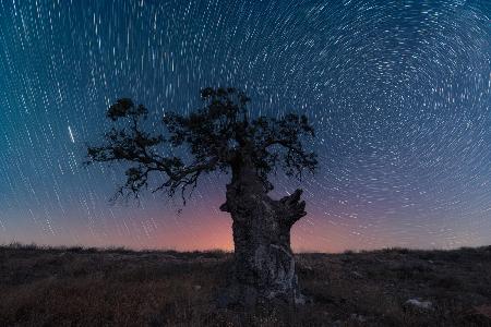 the circumpolar tree