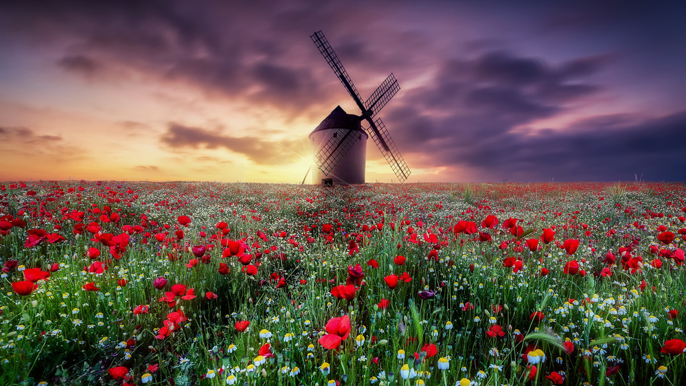 spring by the windmill von Jose Antonio Triviño Sanchez