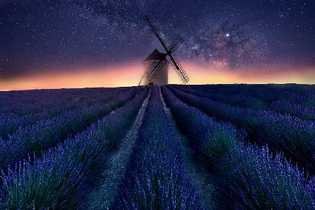 Lavender night