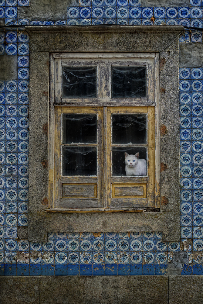 The cat in the window von Jose C. Lobato