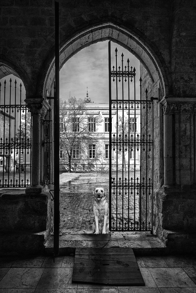 Waiting for the best friend von Jose C. Lobato