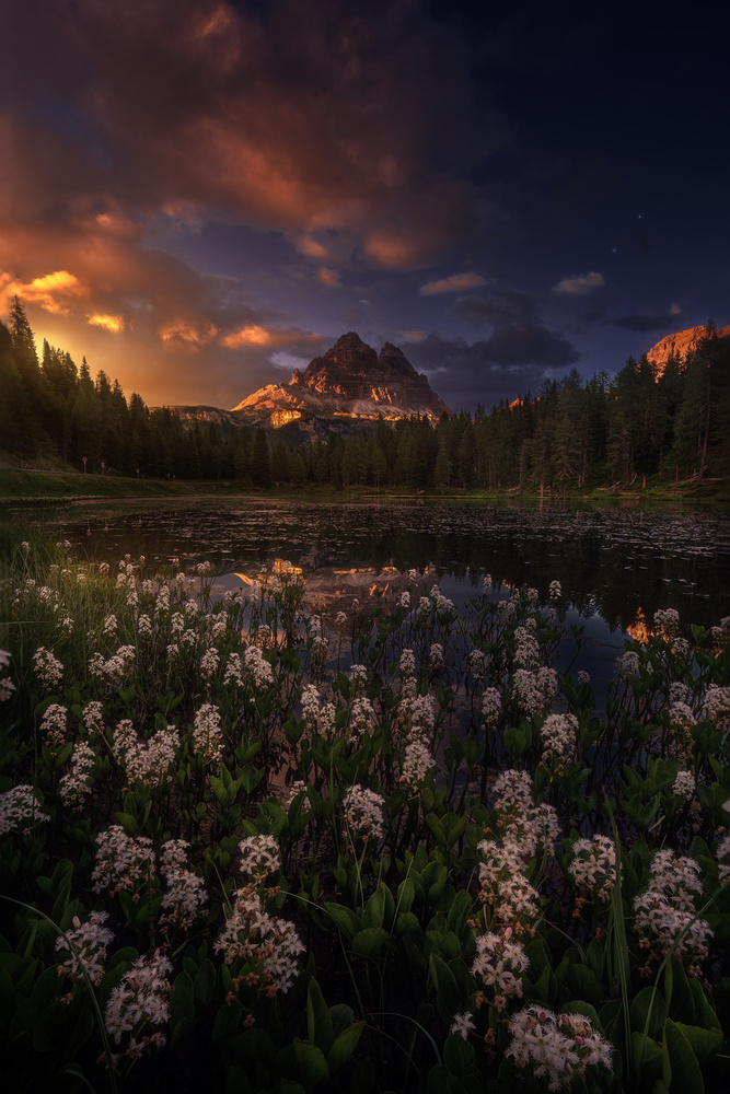 Golden Flowers von Jose Parejo