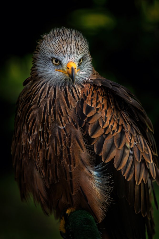 Watchful von Jose Parejo