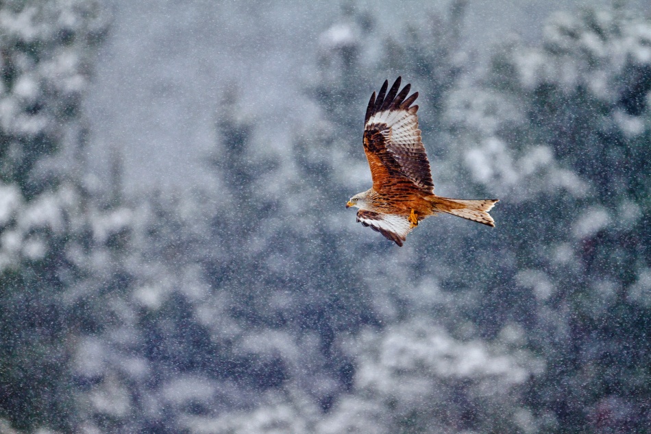 Red kite in the snow storm von Joseba Zabala