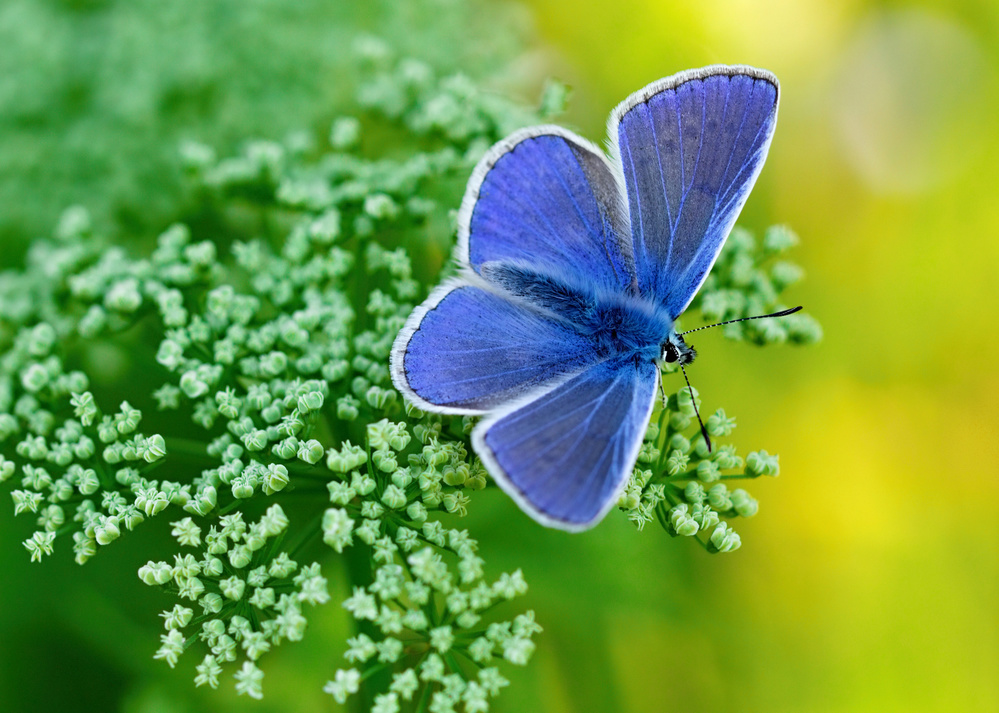 Blue Butterfly  2 von Josef Pavlin