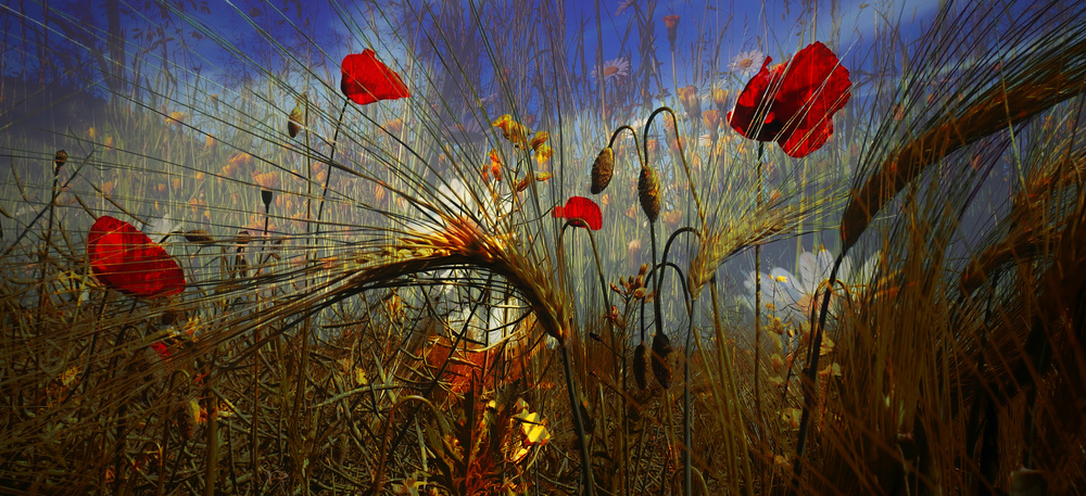 Field Poppy von Josef Pavlin