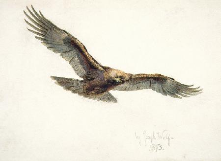 Eagle in flight