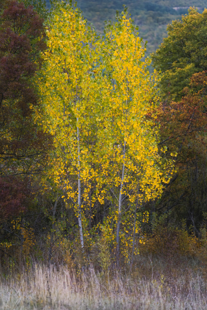 Trees von Josip Milićević