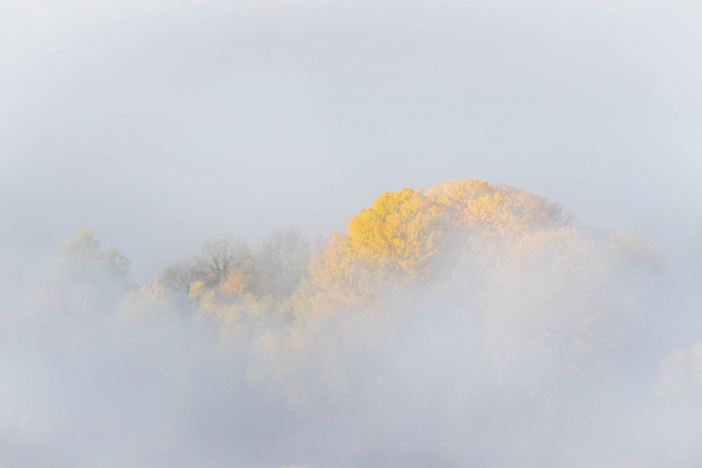 TREES IN FOG von Josip Milićević