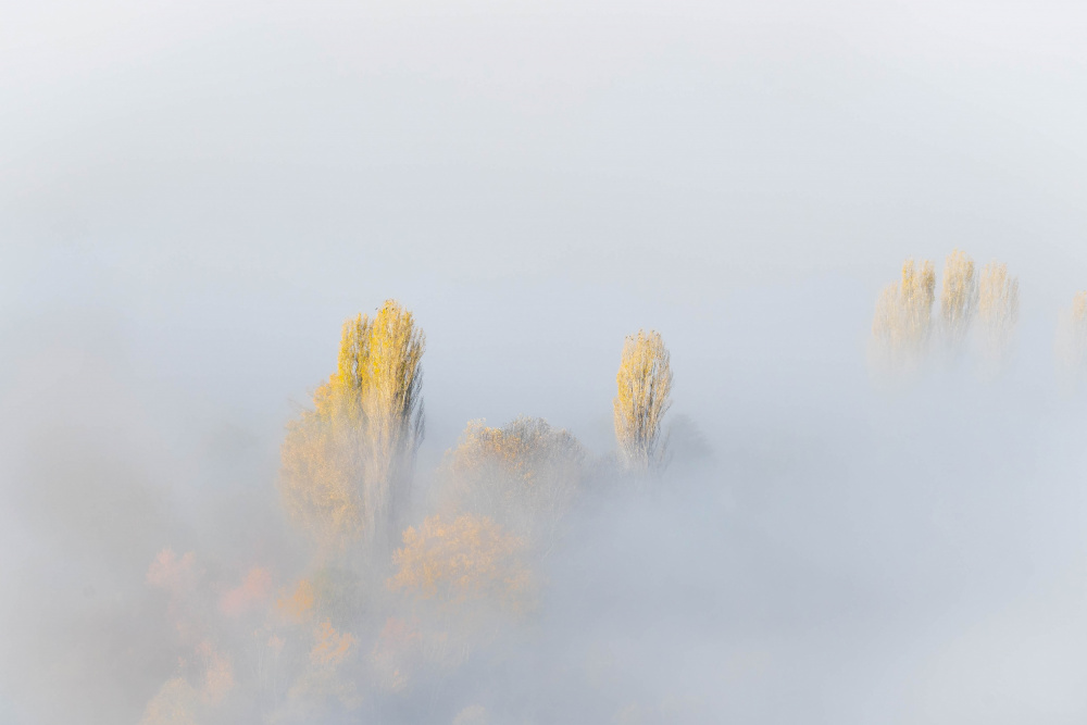 TREES IN FOG von Josip Milićević