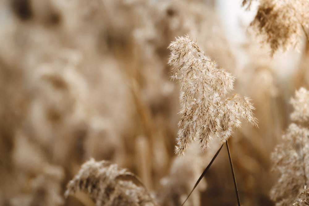 reed flower von Josip Milićević