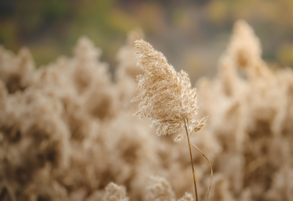 reed flower von Josip Milićević