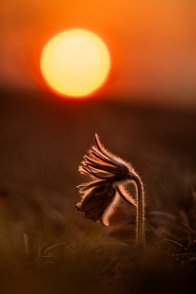 Pulsatilla nigricans von Joško Šimic