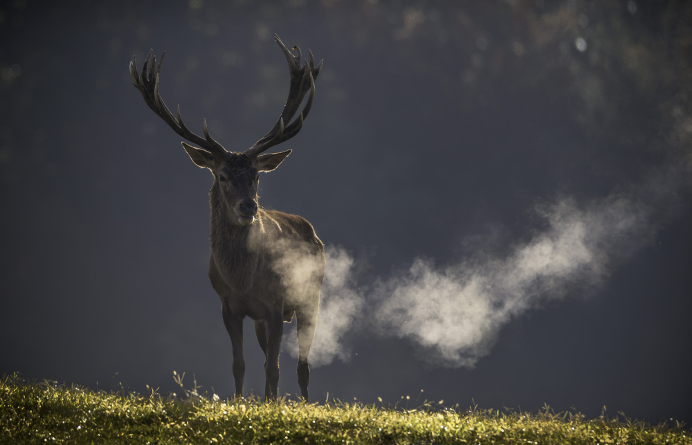 Red deer von Joško Šimic