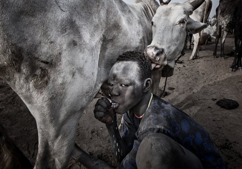 The cow accepts that the mundari child drinks the milk from its udders. von Joxe Inazio Kuesta Garmendia