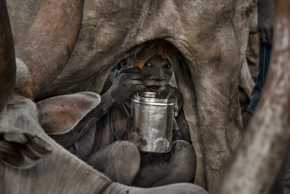 Mundari child milking a cow-I - South Sudan von Joxe Inazio Kuesta Garmendia