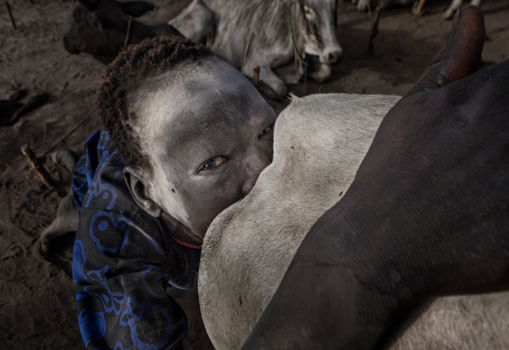 Mundari child stimulating sexually a cow to increase milk - South Sudan von Joxe Inazio Kuesta Garmendia