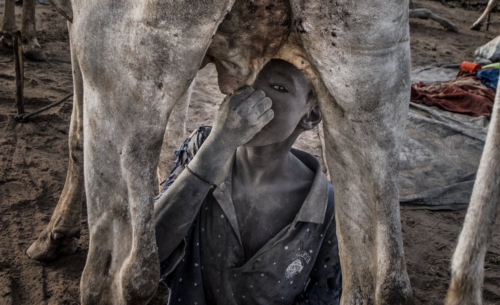 Mundari child drinking directly from the cow ´s udder. von Joxe Inazio Kuesta Garmendia