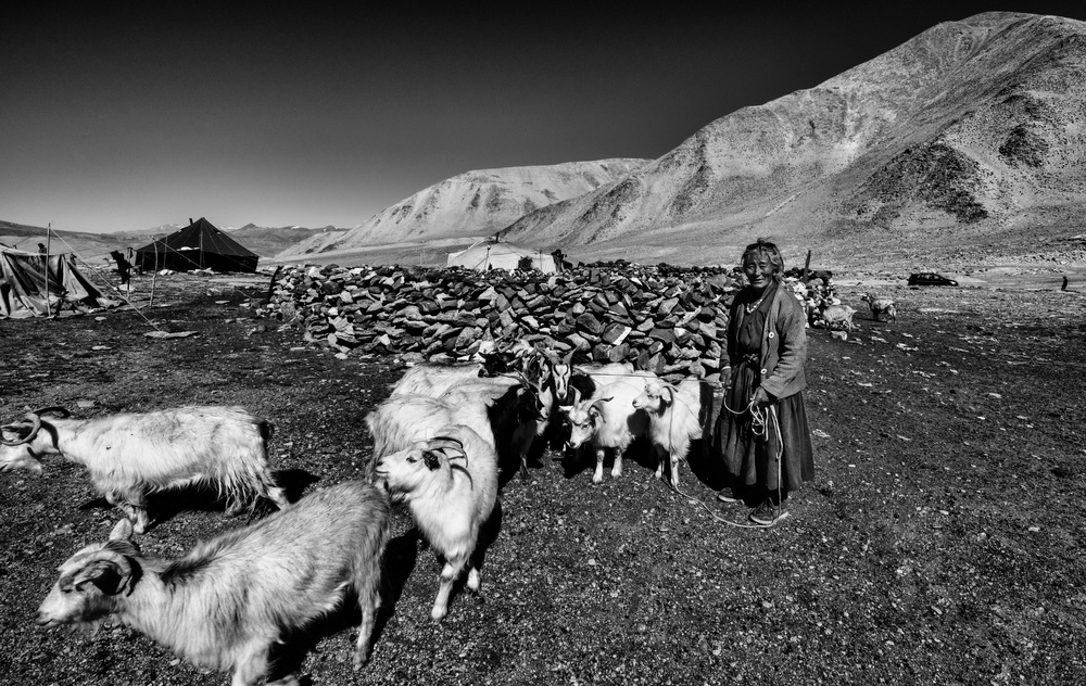 After milking goats (Ladakh-India) von Joxe Inazio Kuesta Garmendia