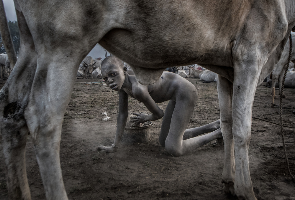 Collecting dung in a mundari cattle camp. von Joxe Inazio Kuesta Garmendia