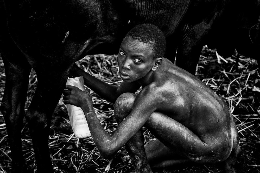 Surma boy milking a cow. von Joxe Inazio Kuesta Garmendia