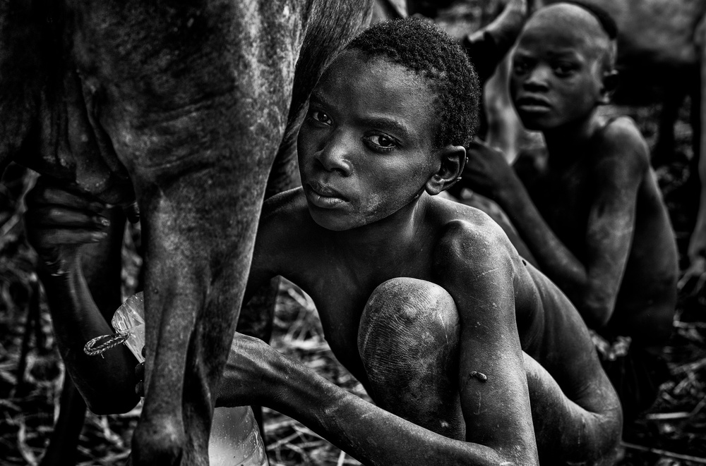 Surma boy milking a cow-I von Joxe Inazio Kuesta Garmendia