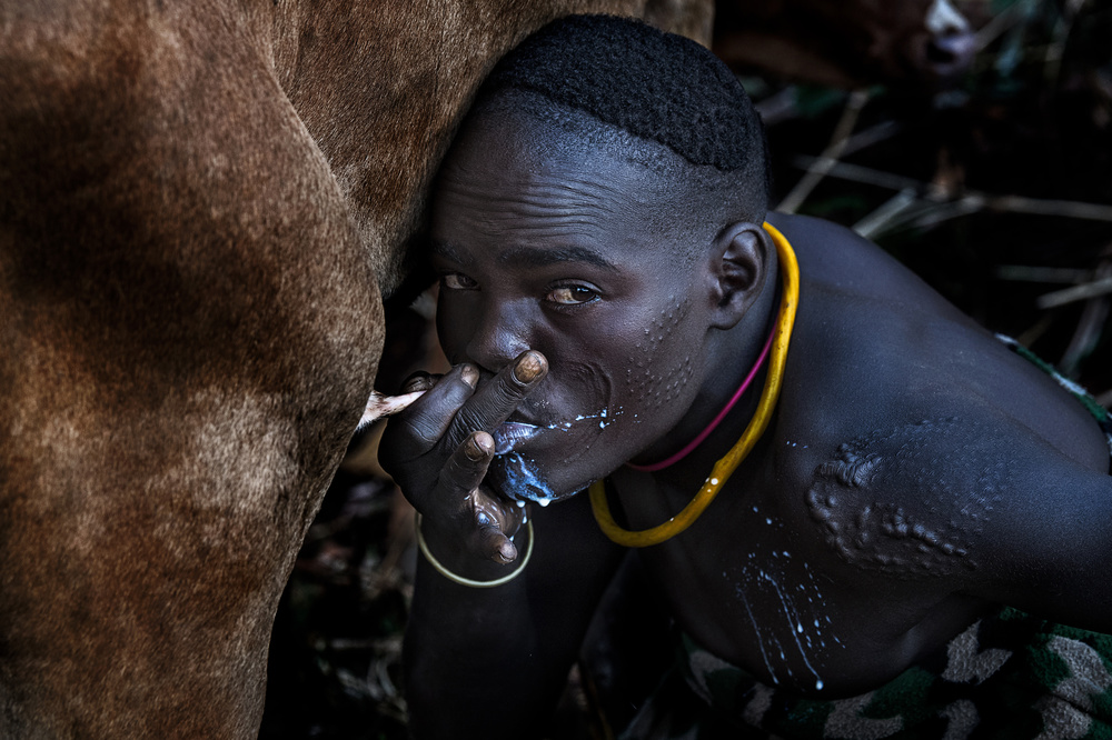 Drinking milk from the cows udder. von Joxe Inazio Kuesta Garmendia