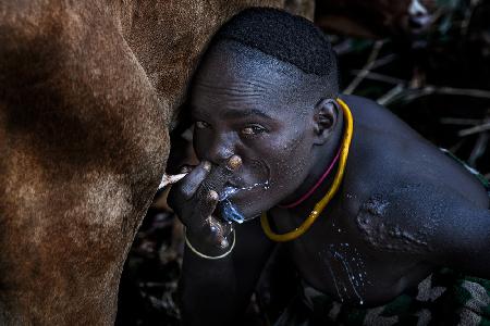 Drinking milk from the cows udder.