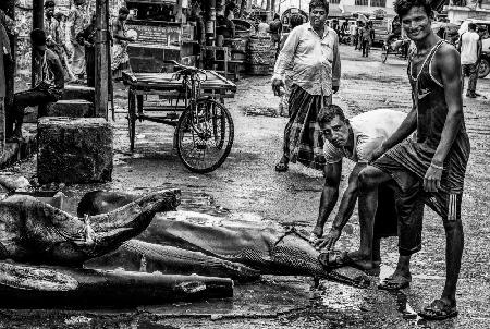 Shark selling point in a market in Bangladesh