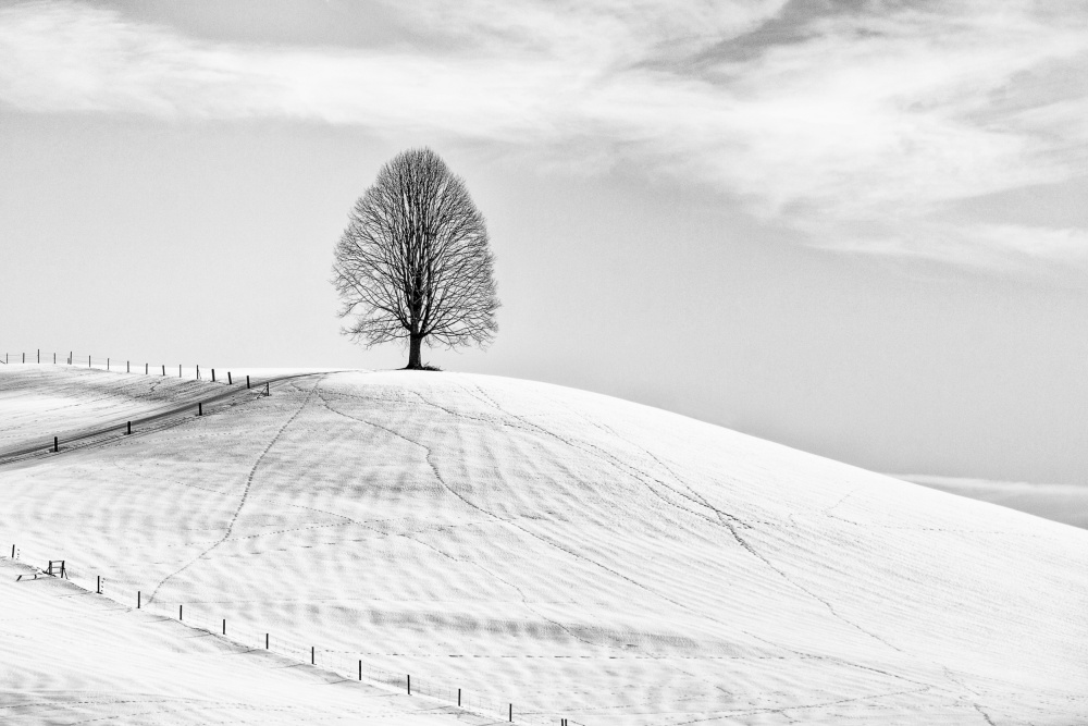 Single tree von Jrmgard Sonderer