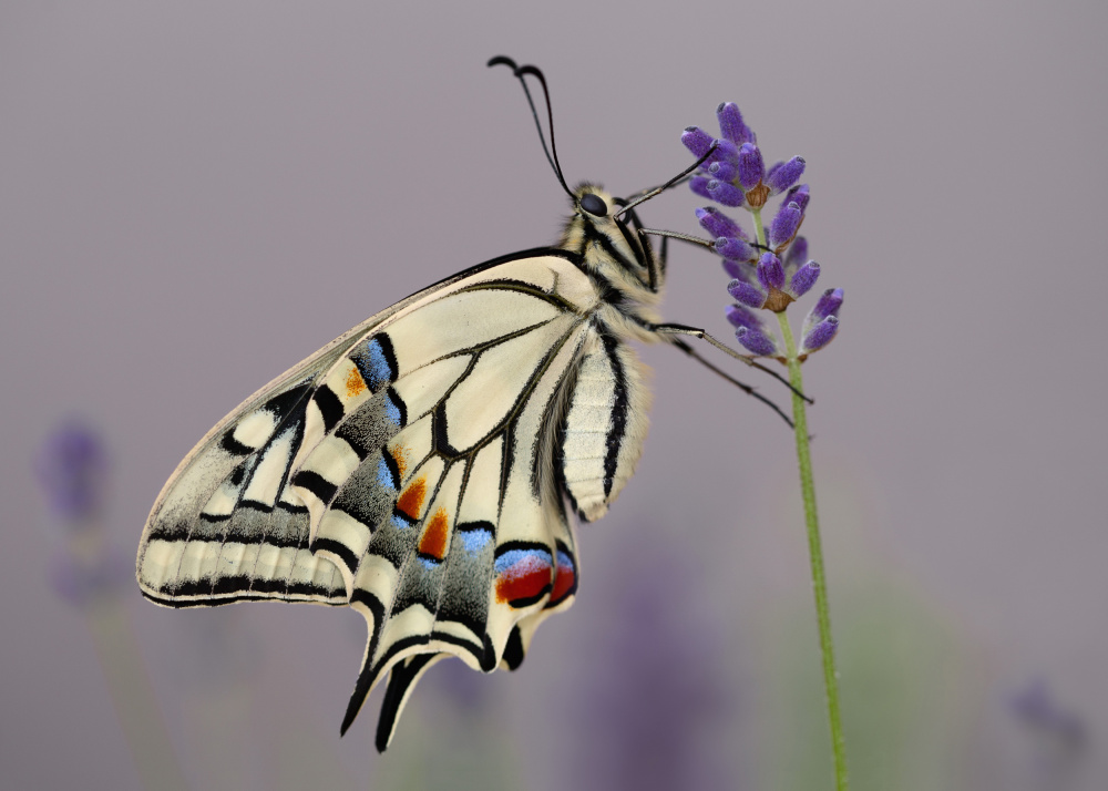 Papilio Machaon II von Jrmgard Sonderer