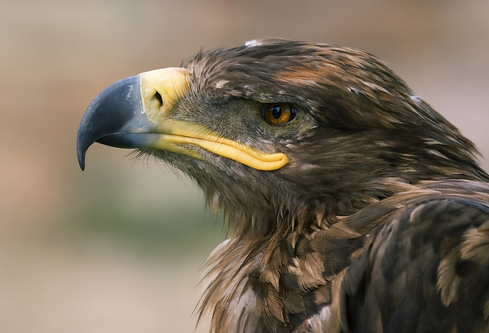 Eagle von Juan Antonio Palacios