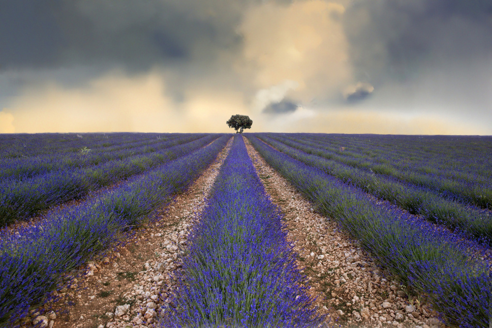 Lavender field von Juan Antonio Palacios