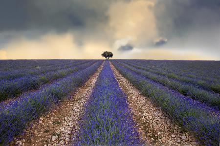 Lavender field