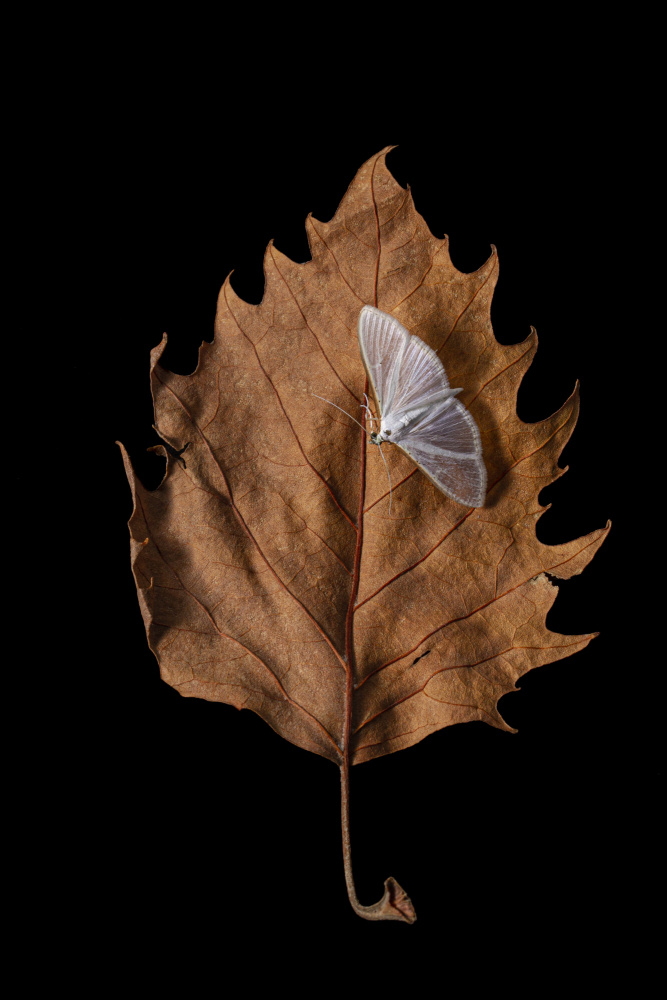 Autumn moth von JUAN CARLOS HERVÁS MARTÍNEZ