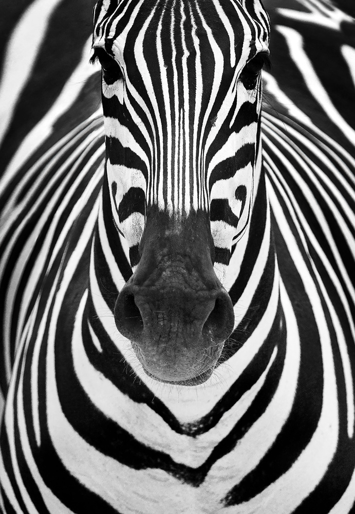 ZEBRA von Juan Luis Duran