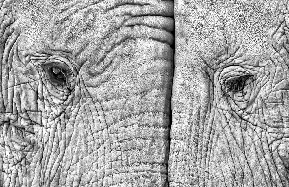 Two elephants von Juan Luis Duran