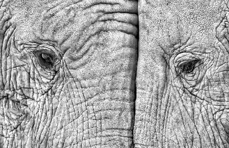 Two elephants