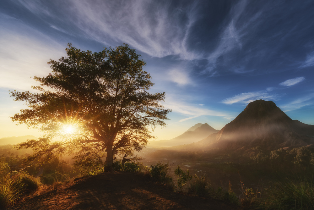 Pinggan tree. von Juan Pablo de Miguel