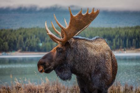 Moose