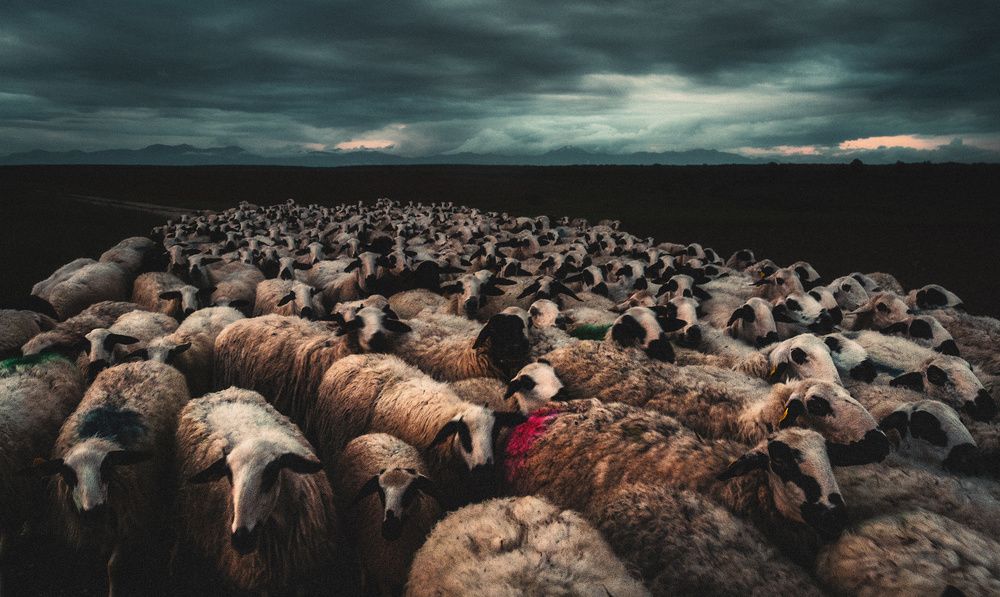 Flock at sunset von Juanjo Mediavilla