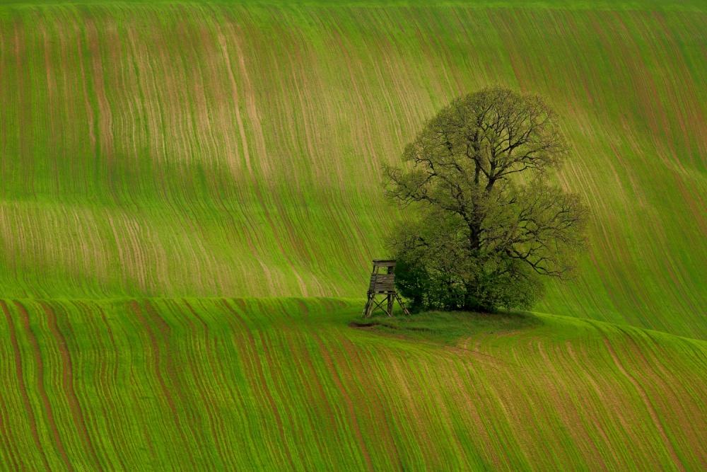 Spring field von Judit Bánszki