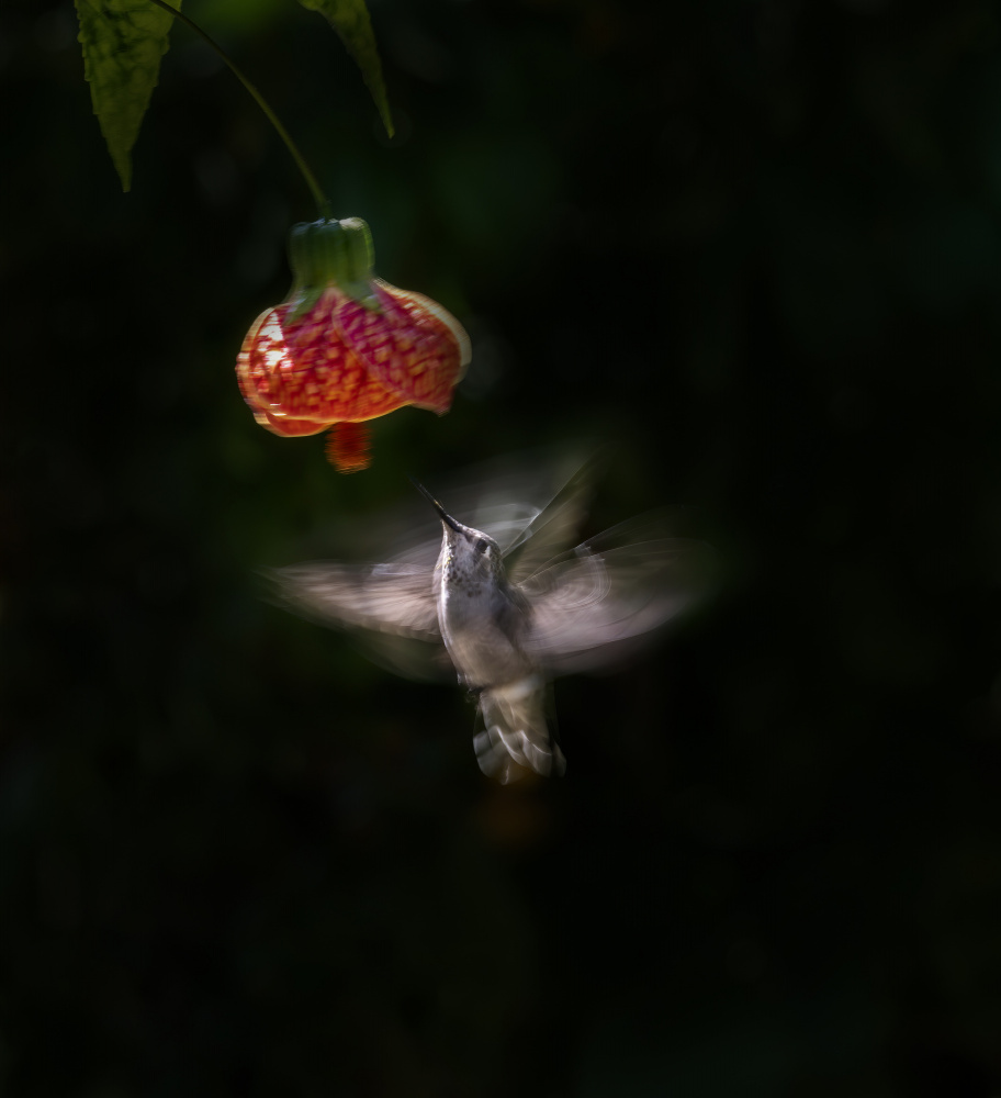 Annas Hummingbird von Judy Tseng