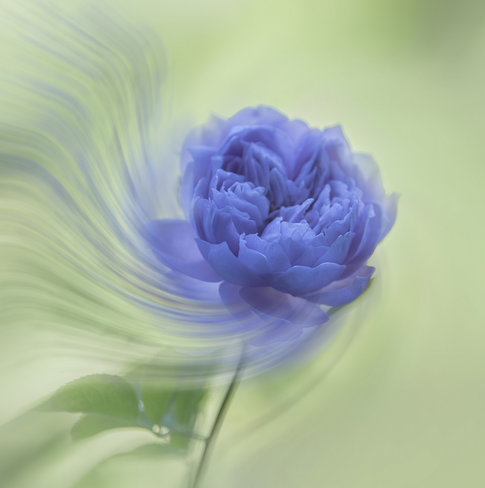 blue rose von Judy Tseng