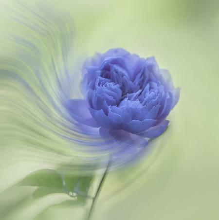 blue rose