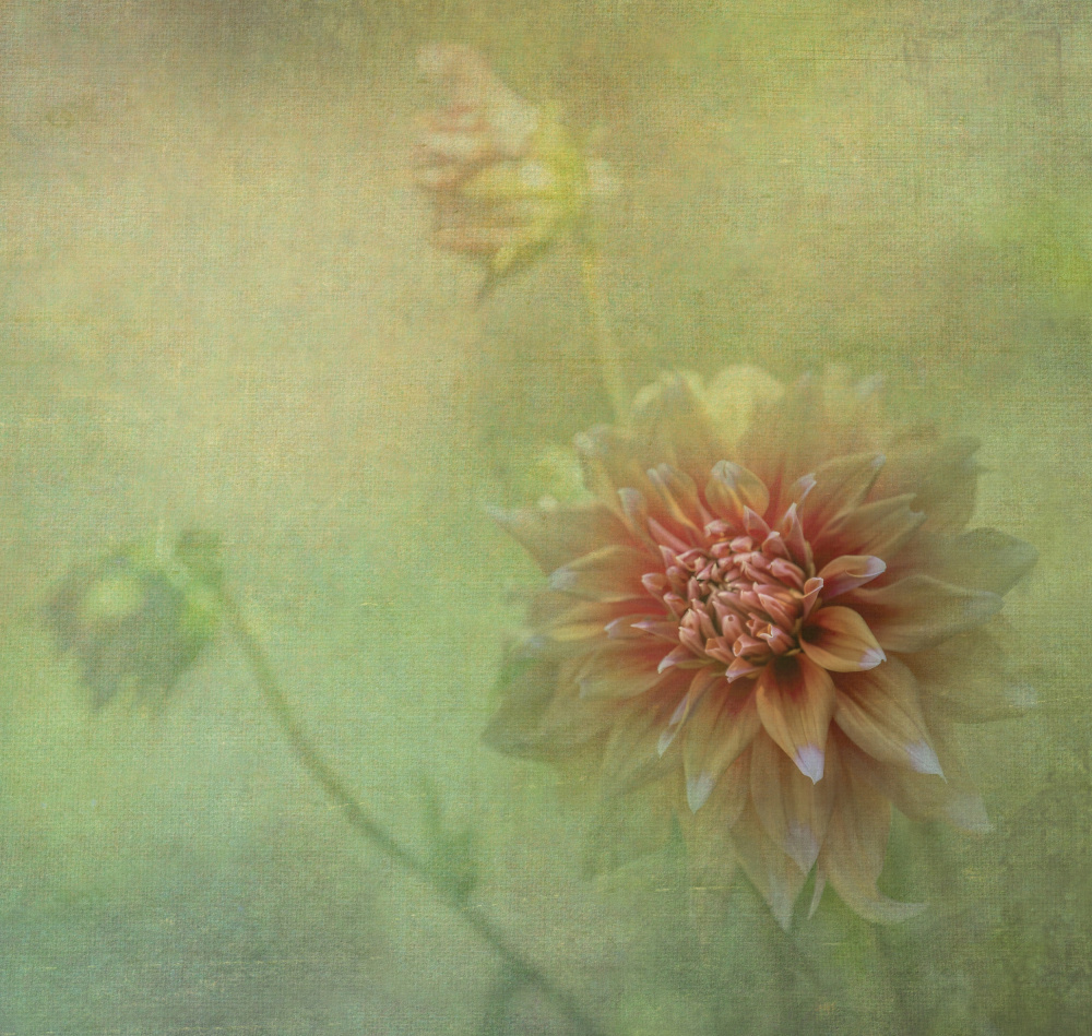 Dahlias von Judy Tseng