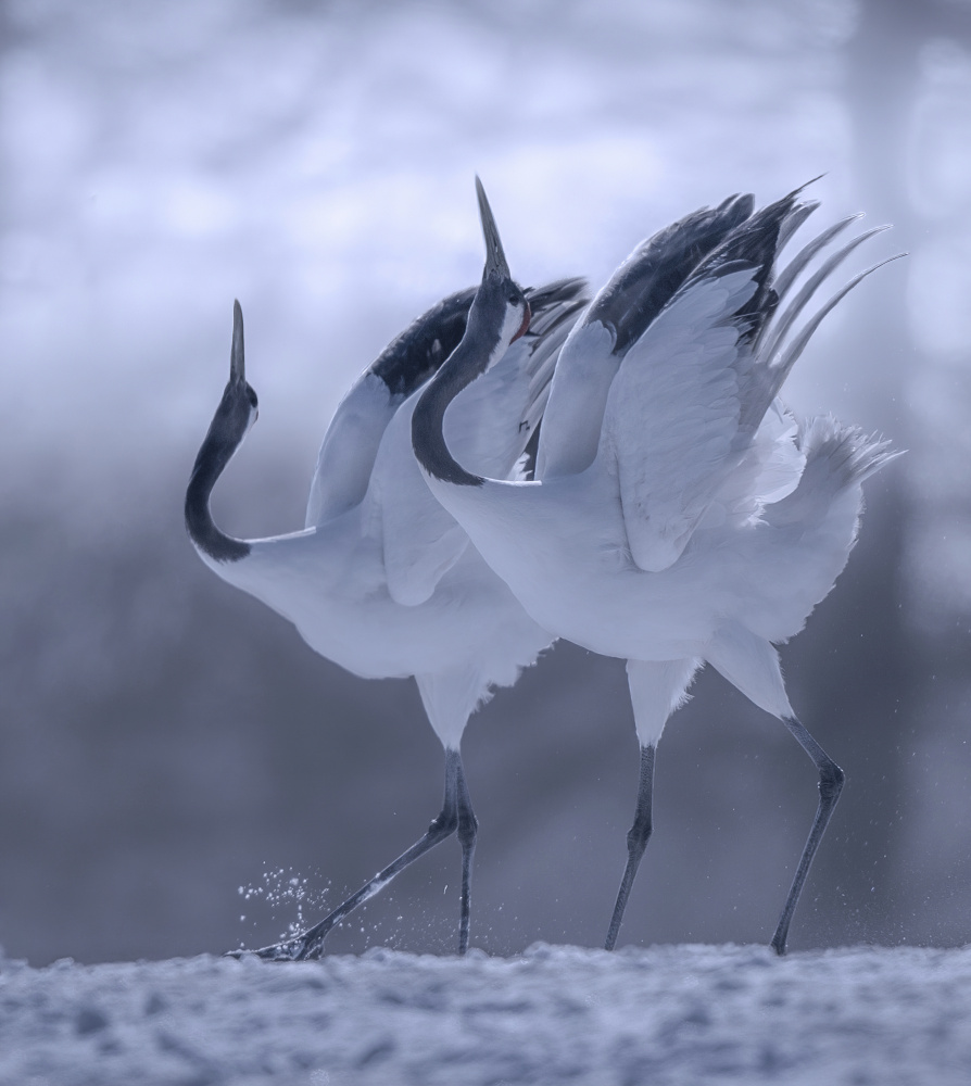 dual danceing von Judy Tseng